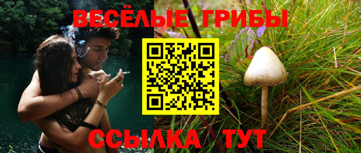 Дубна  Псилоцибиновые грибы Psilocybine cubensis  Вход с VPN  Псилоцибиновые грибы GOLDEN TEACHER 